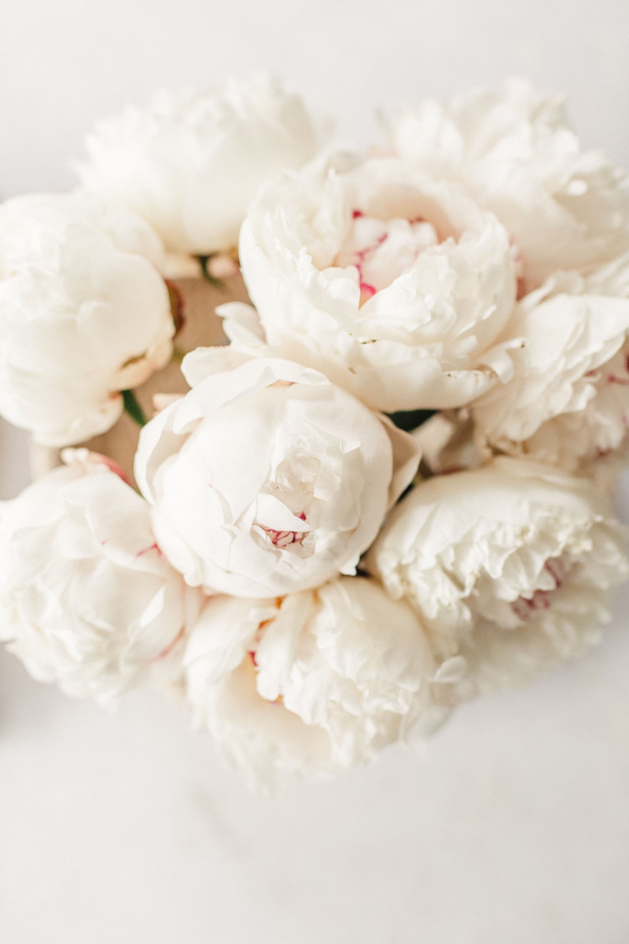 Белые пионы