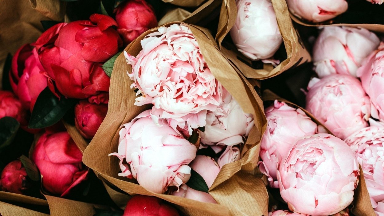 Кровавые пионы