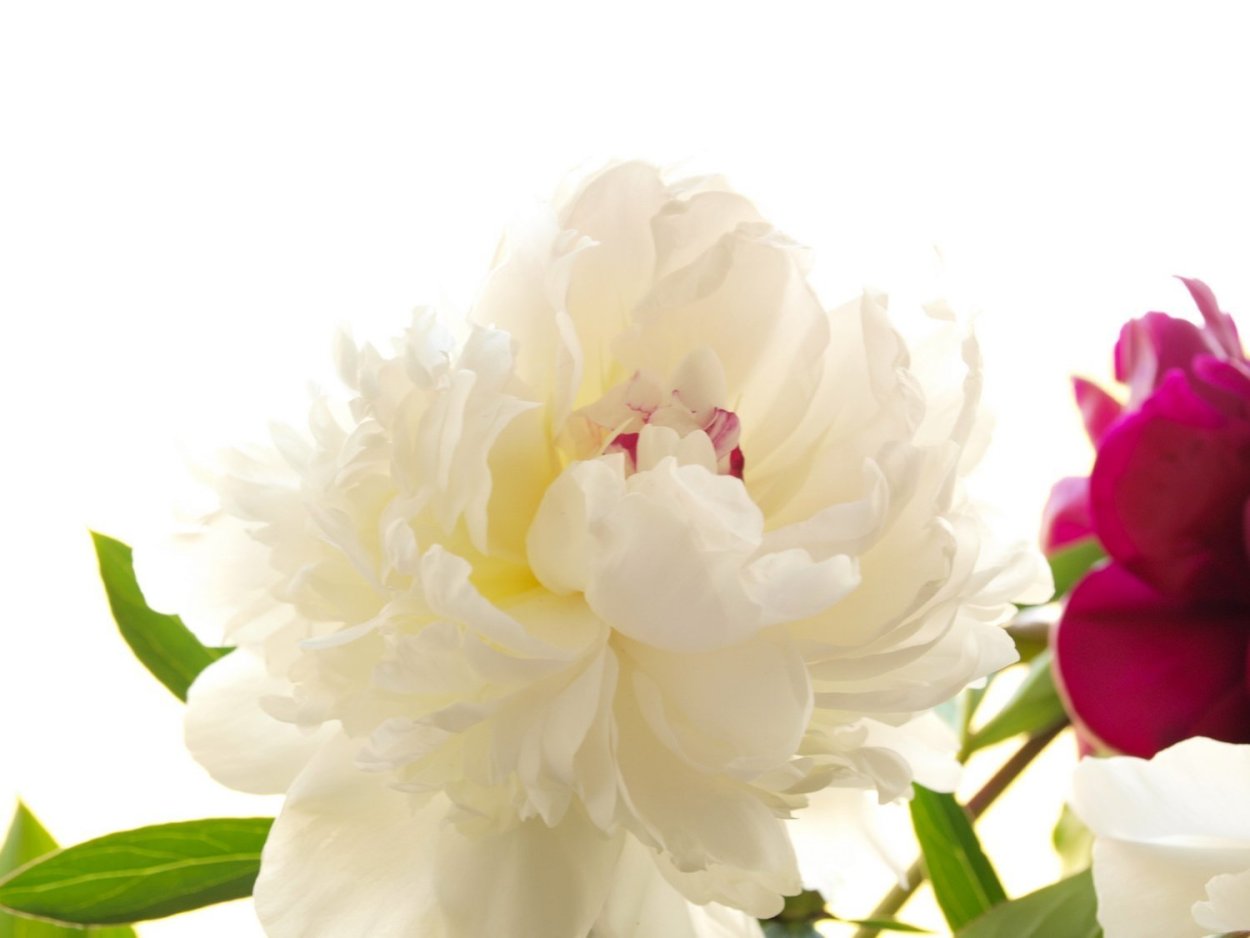 Пионы фото красивые