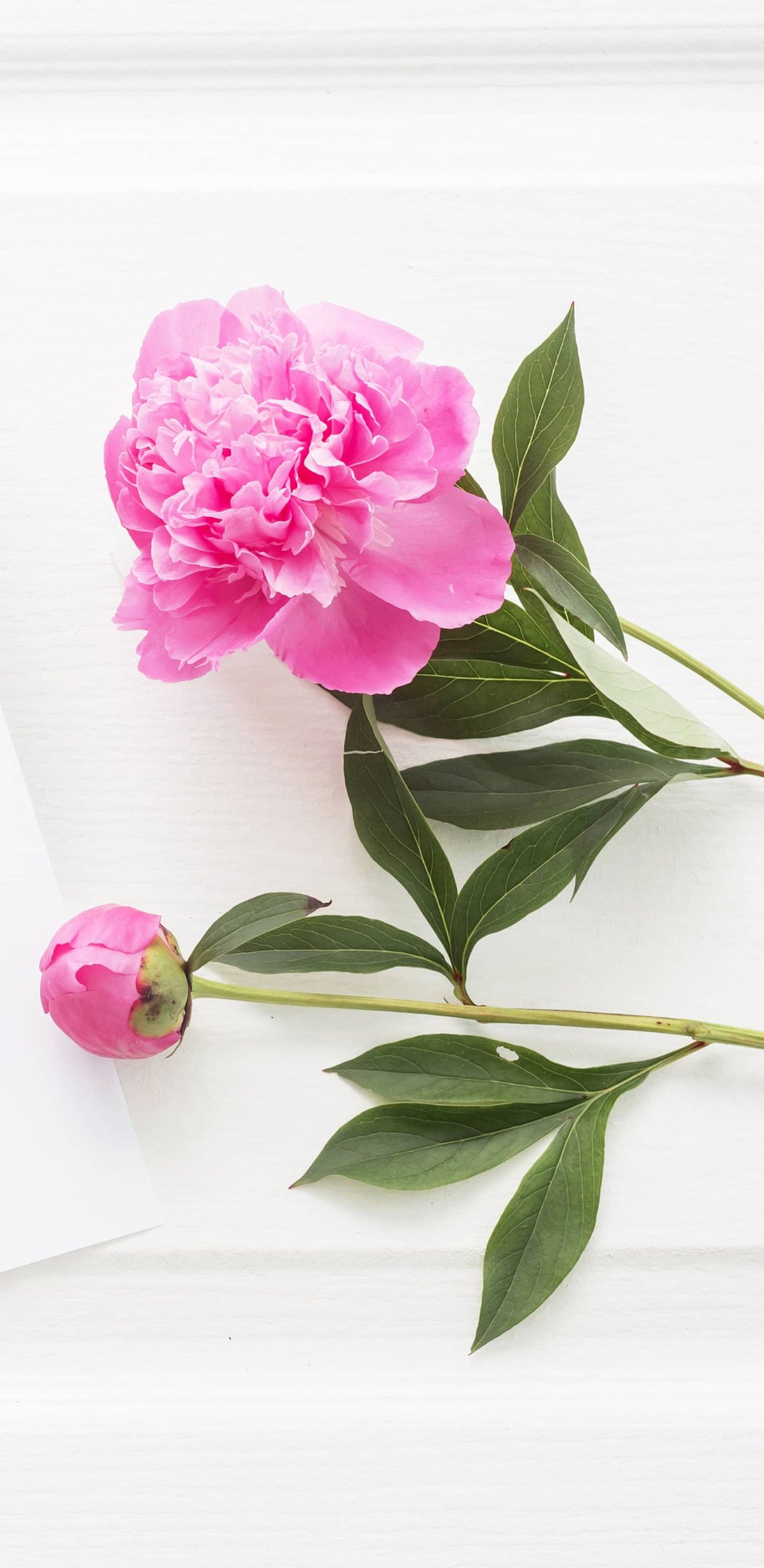 Пионы Эстетика