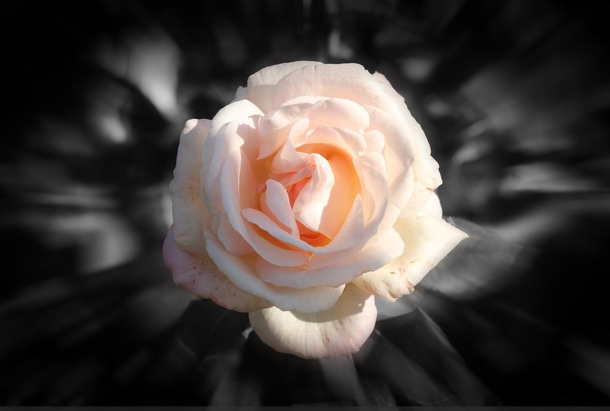 Белая роза на черном фоне