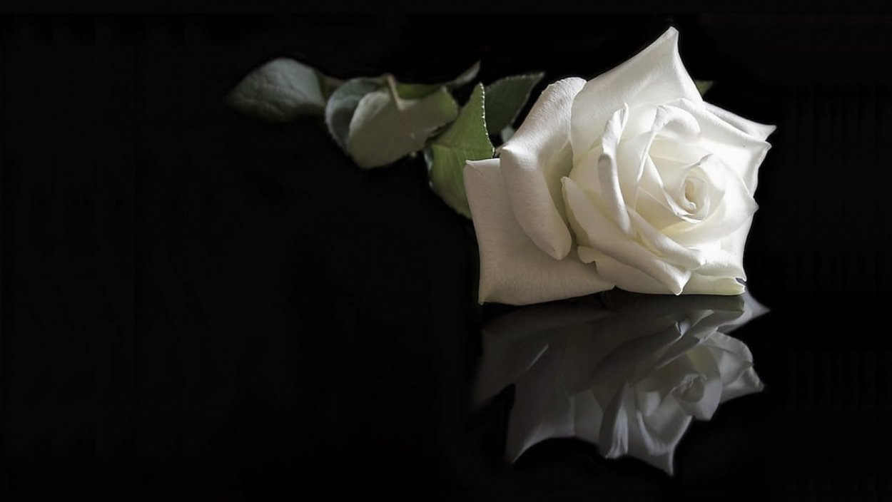 Белая роза на черном фоне