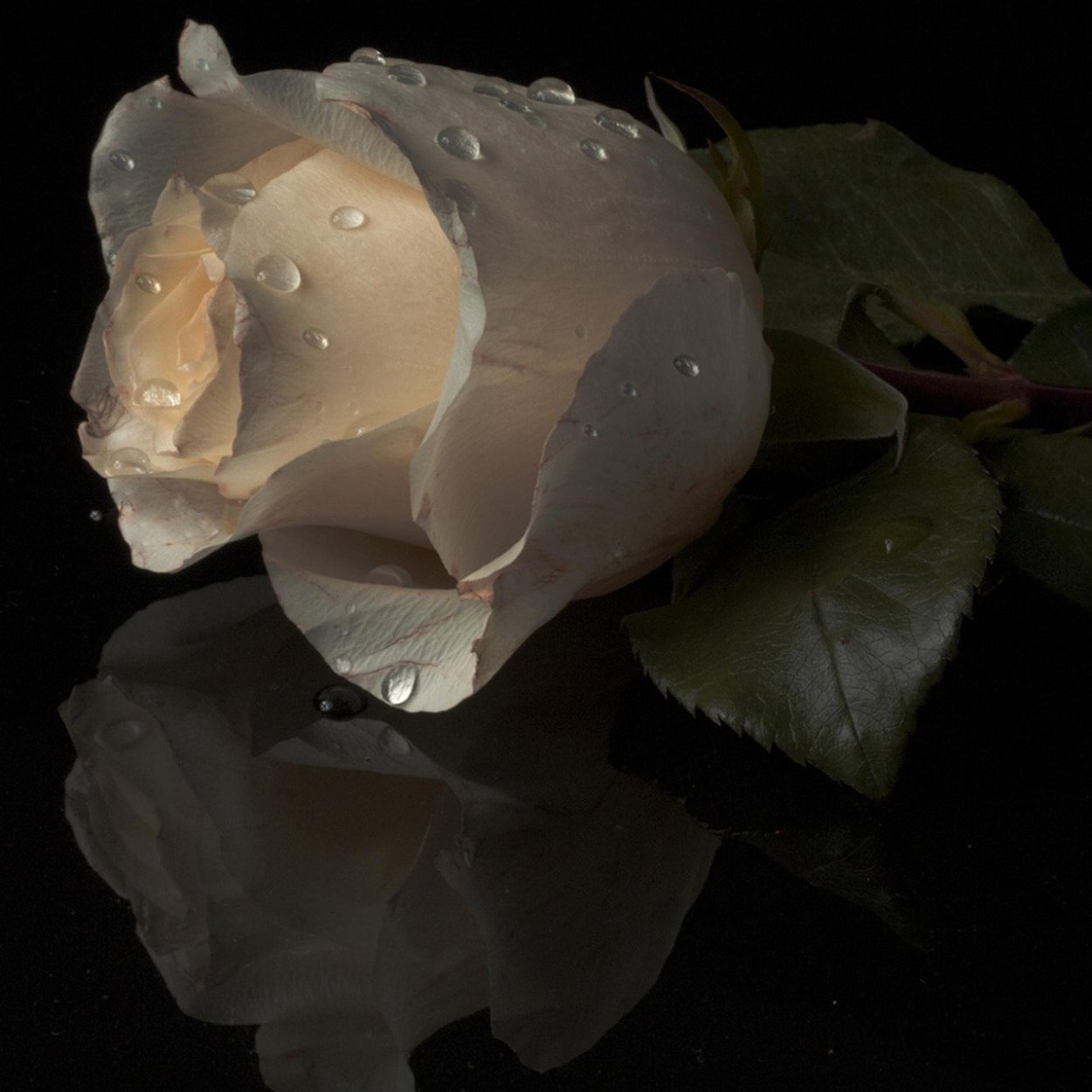 Белые розы на темном фоне