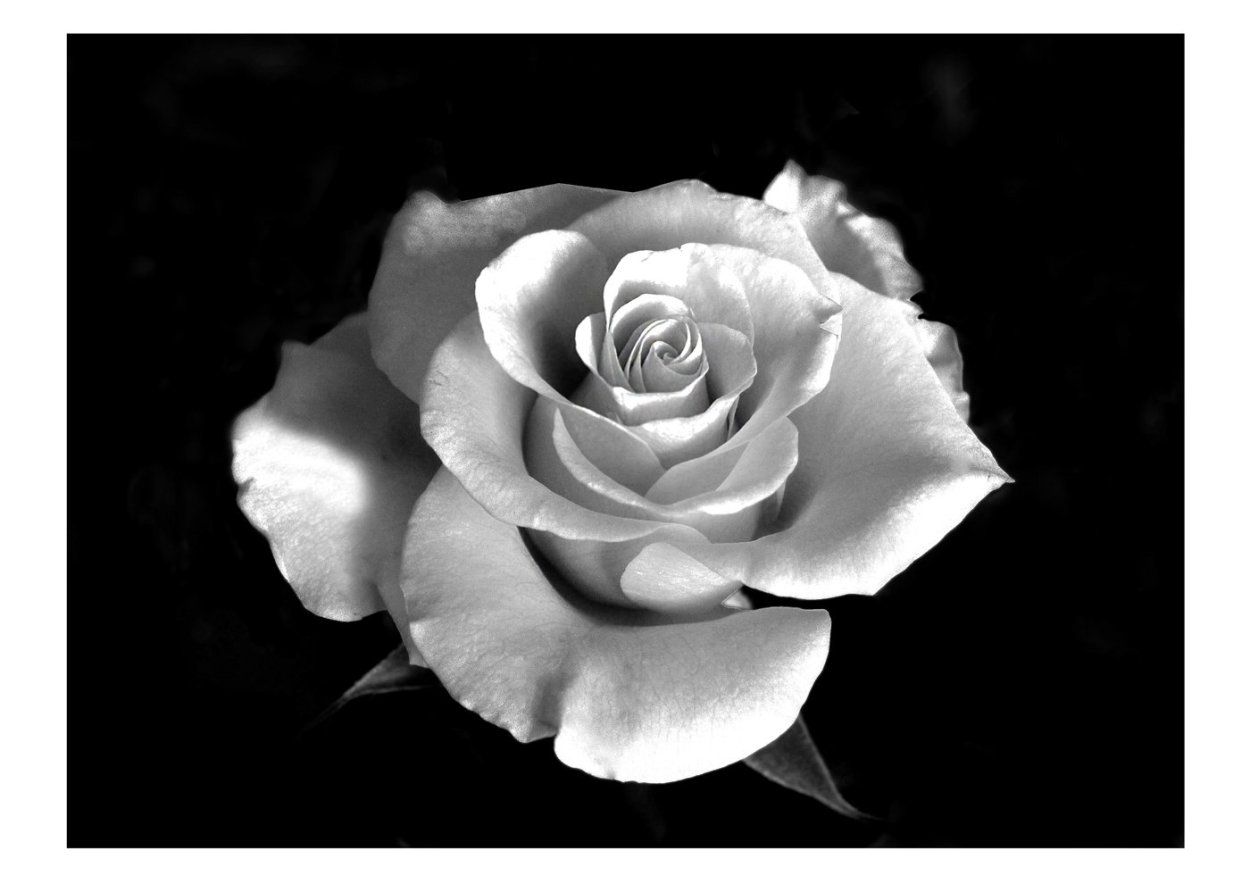 Роза черно белая