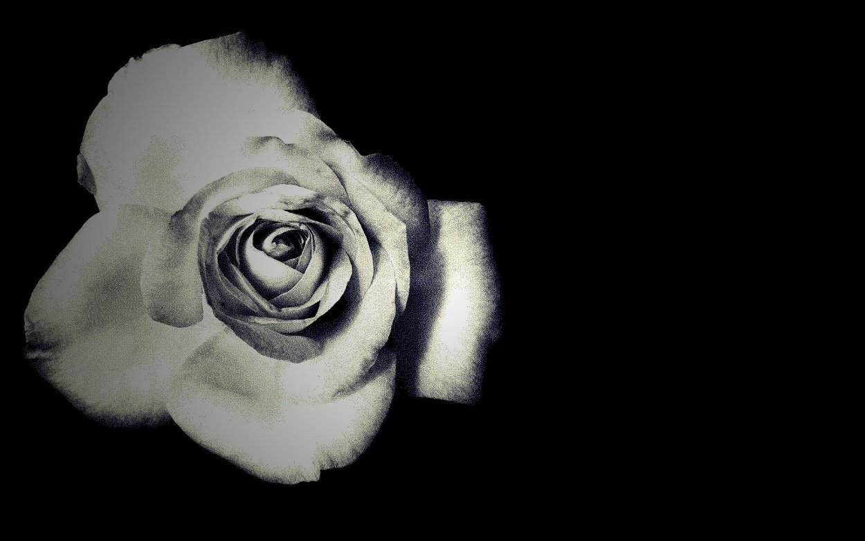 Роза чёрно белая