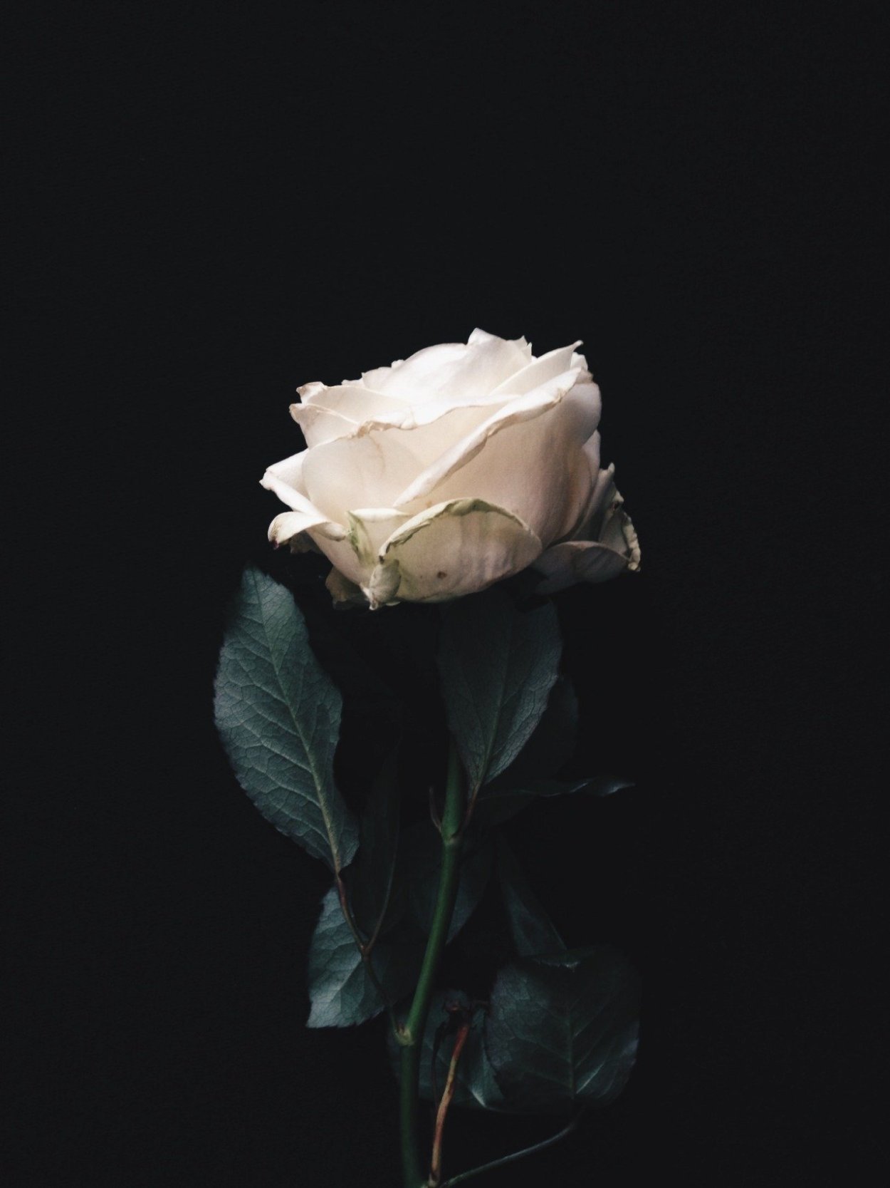 Белые розы на темном фоне