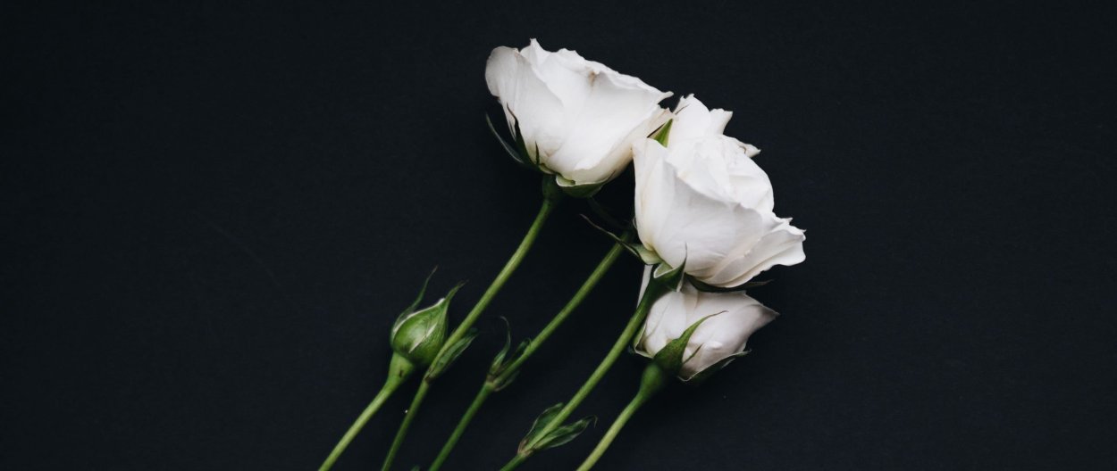 Роза на черном фоне