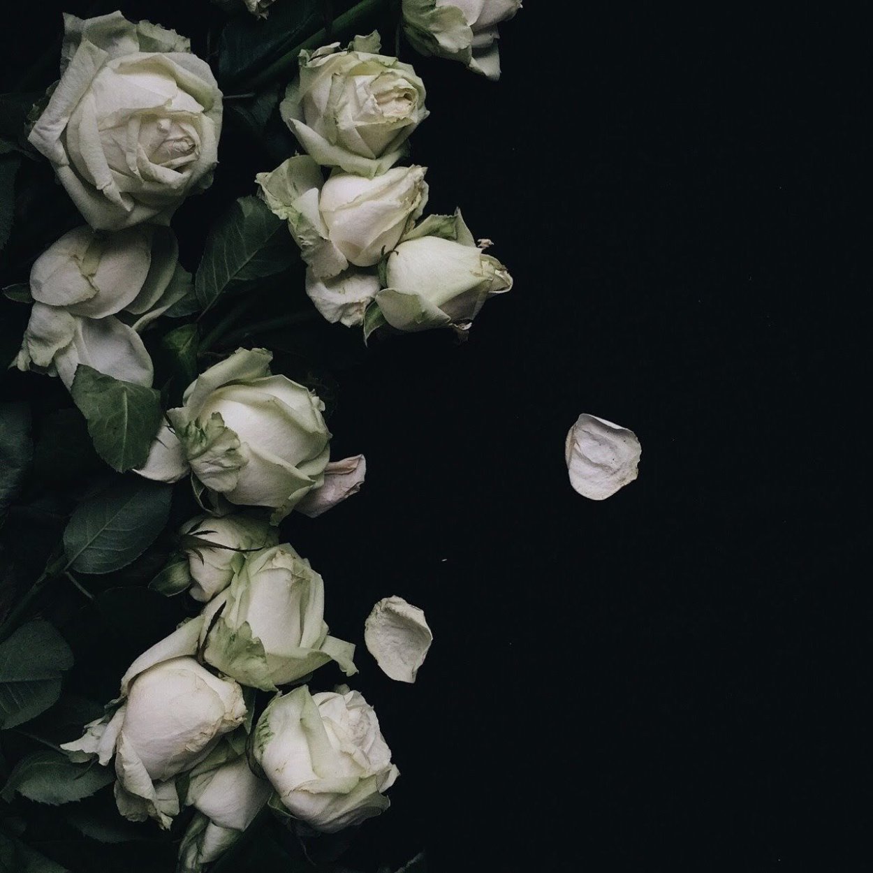 Белая роза на черном фоне