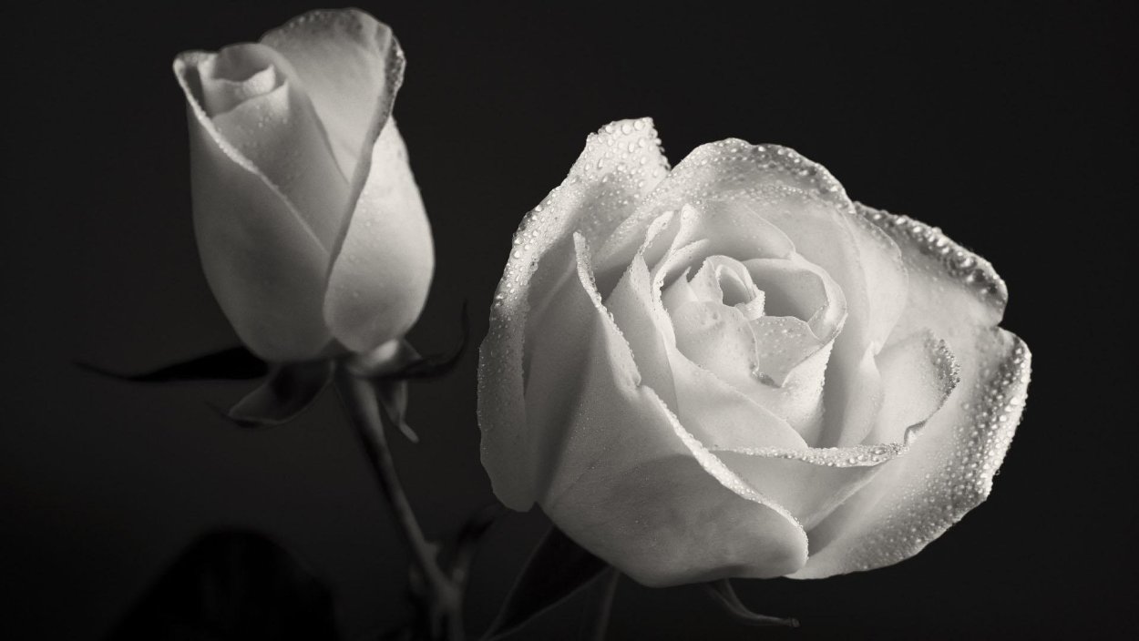 Белая роза на черном фоне