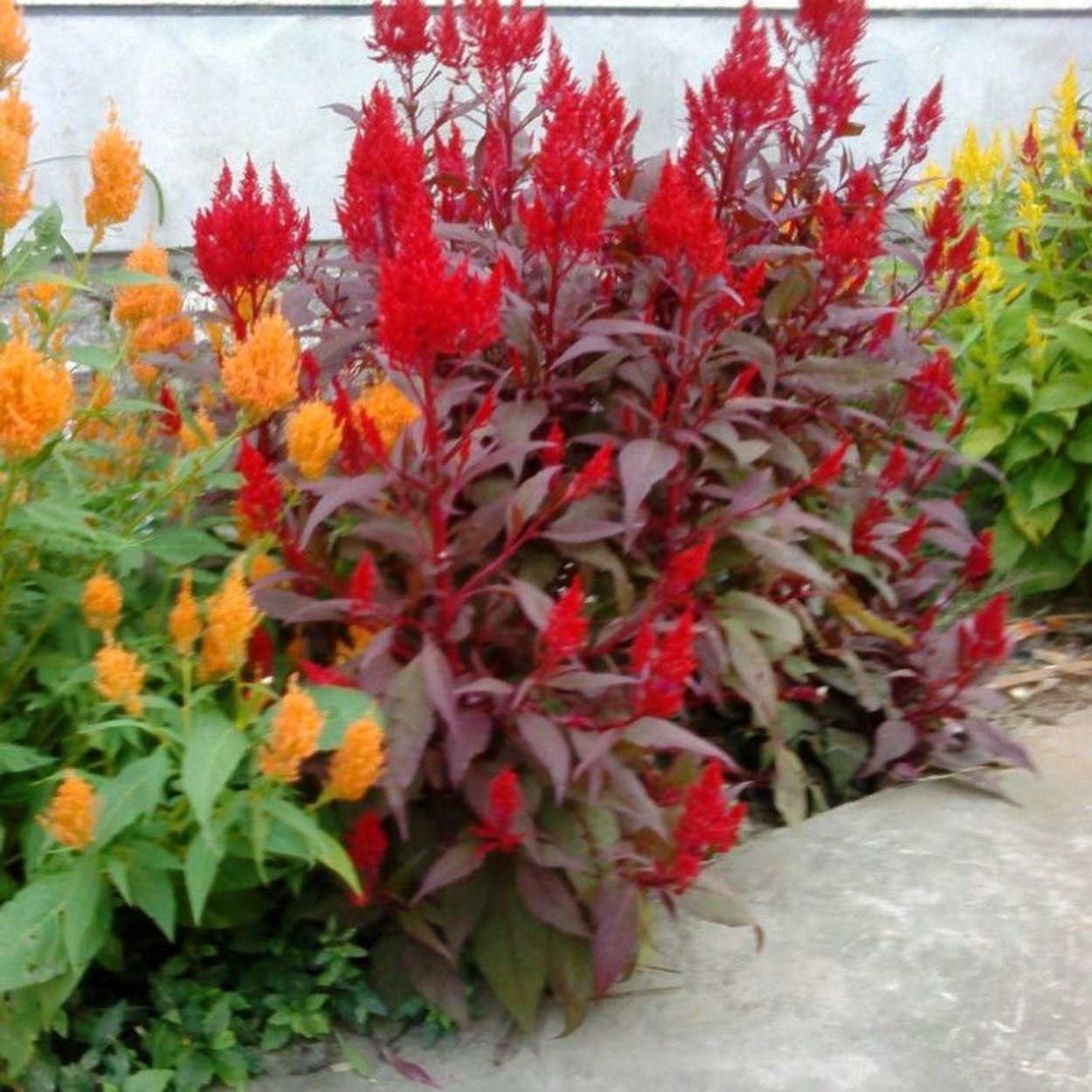 Целозия перистая Пампас