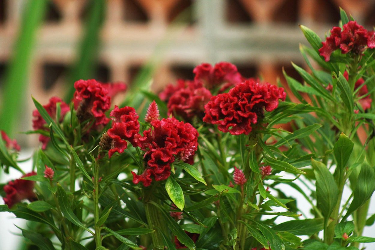 Целозия гребенчатая Армор