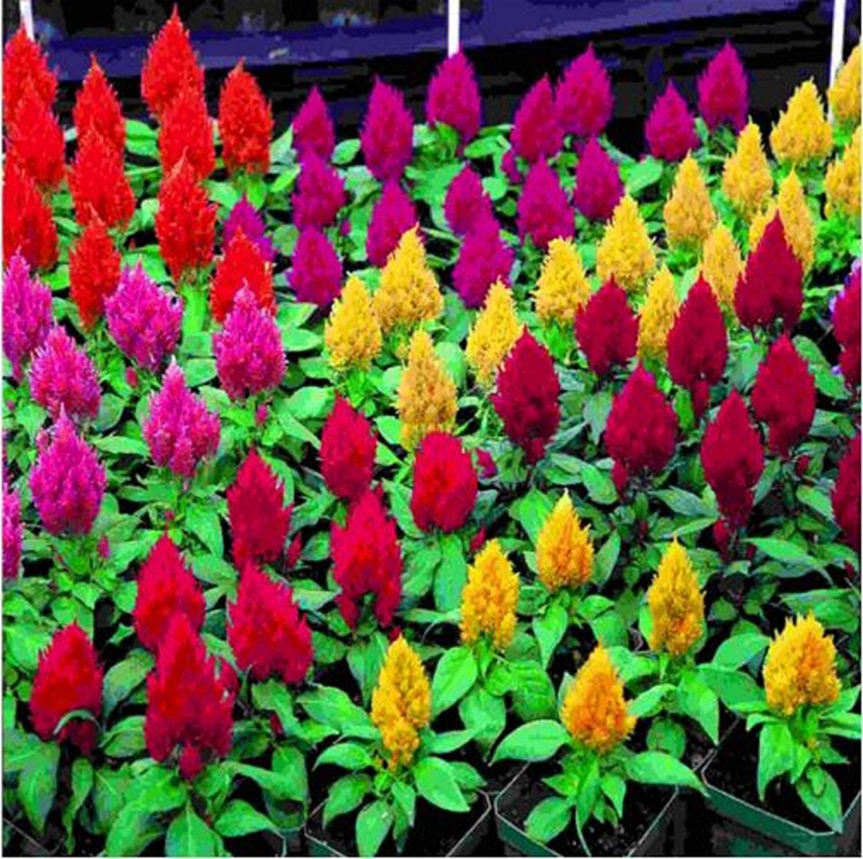 Целозия карликовая