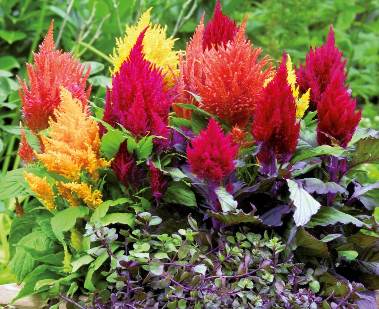 Целозия Плюмоза