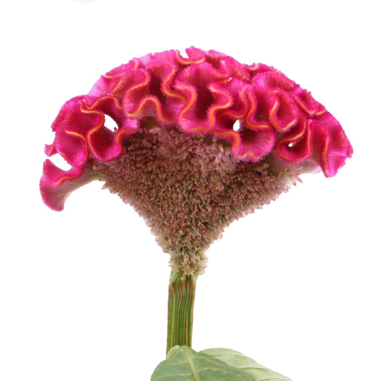 Целозия Act Inka