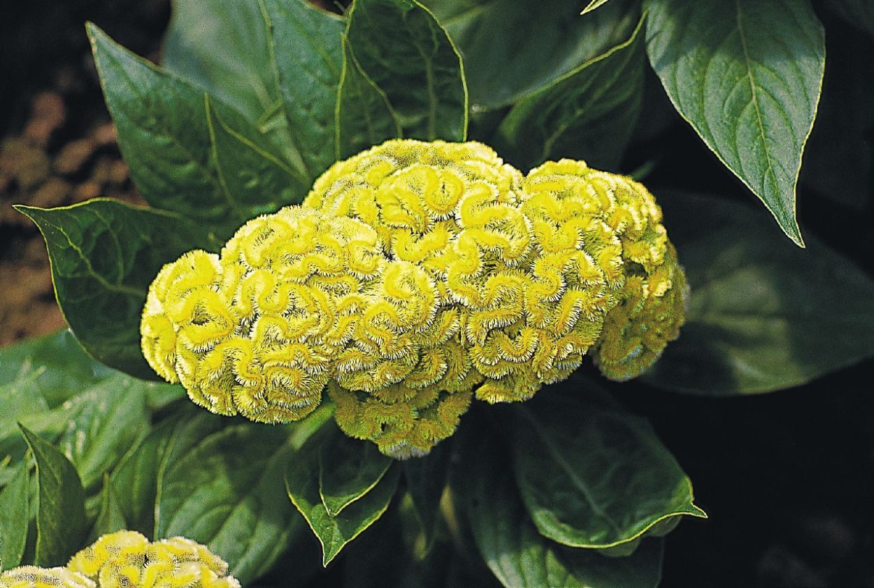 Целозия гребенчатая