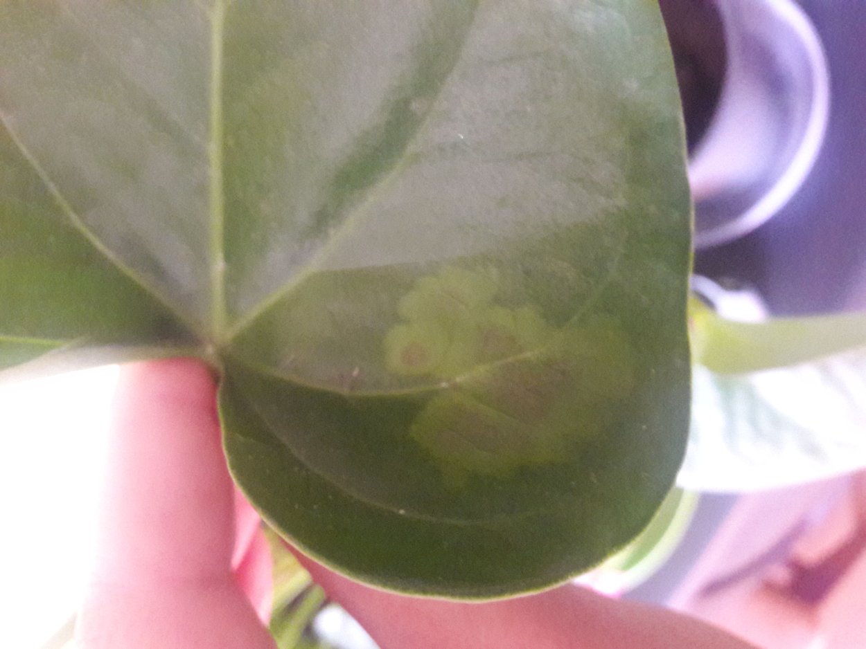 Ржавчина на антуриуме