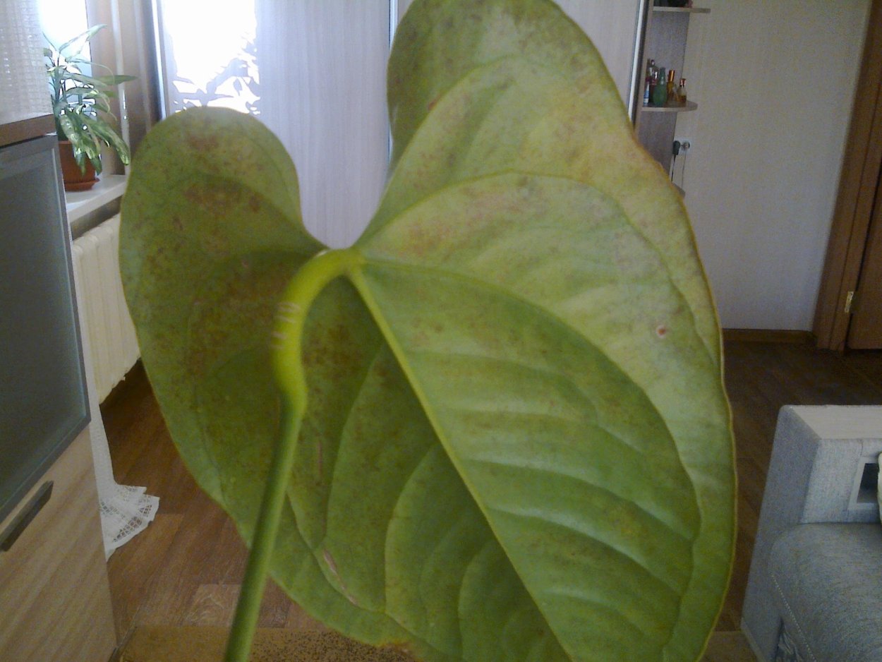 Паутинный клещ на антуриуме