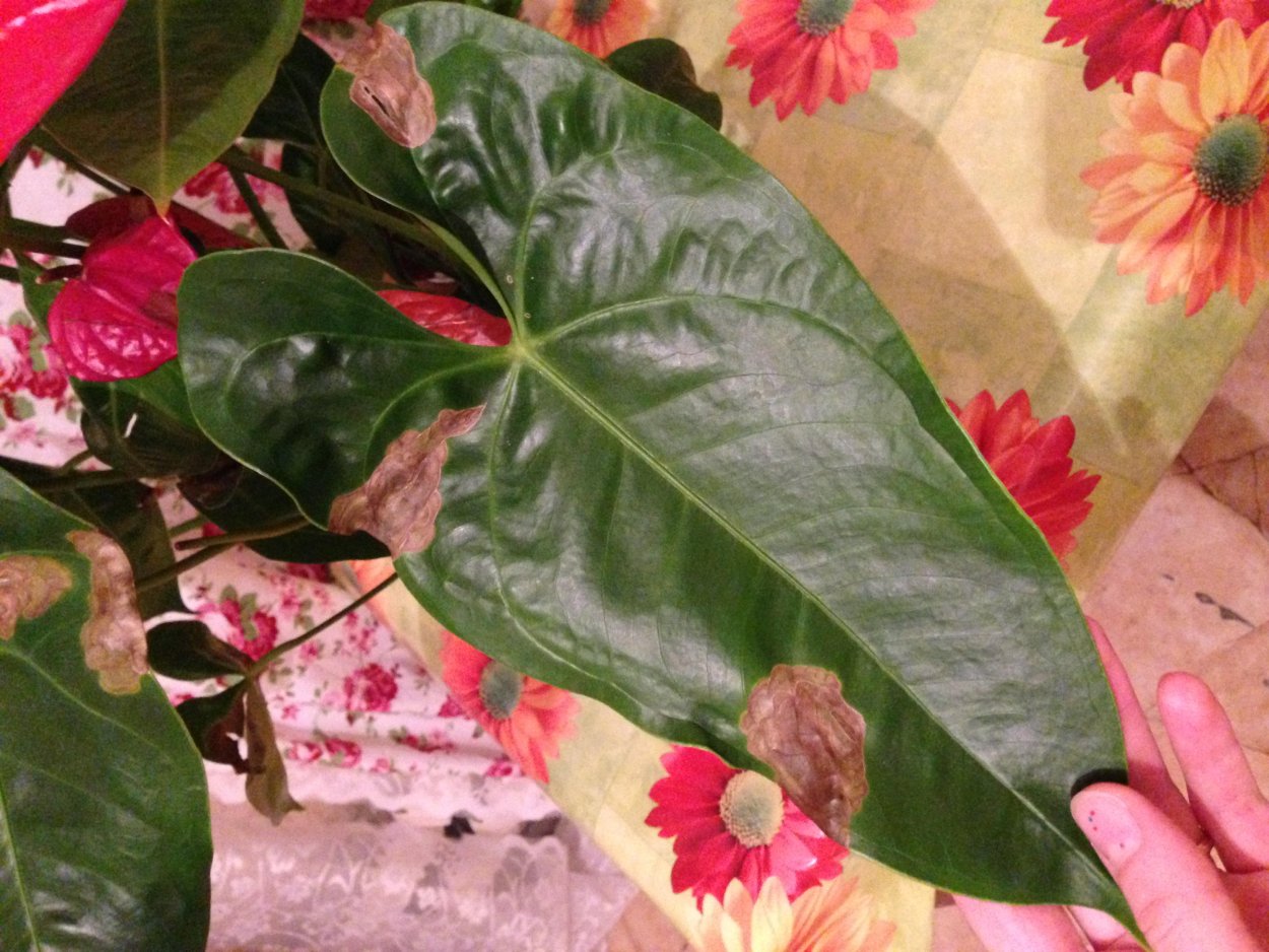 Засох Антуриум