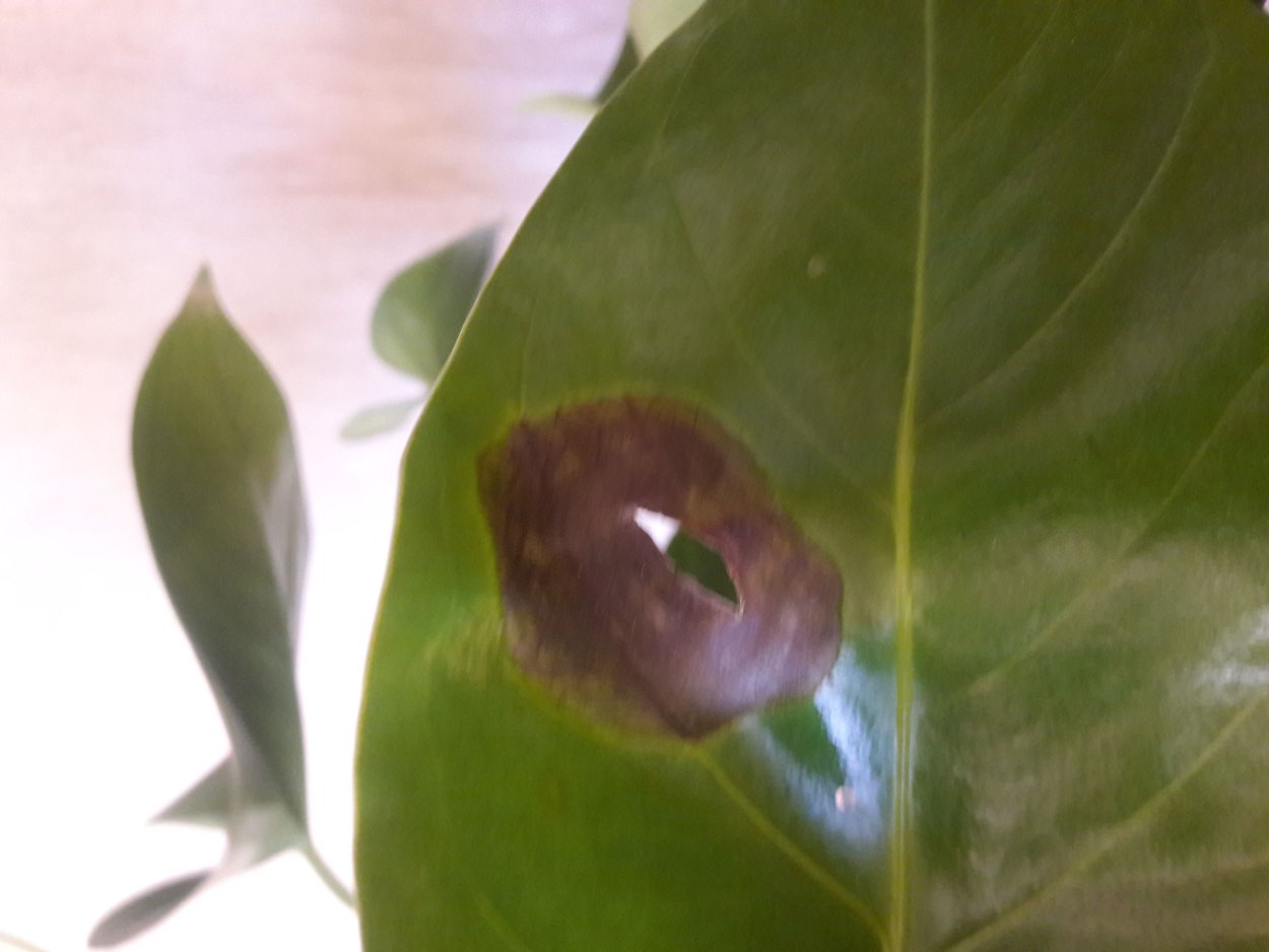 Черная пятнистость Антуриум