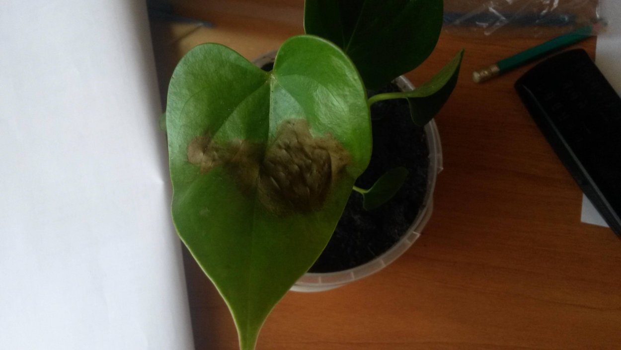 Пятна на антуриуме