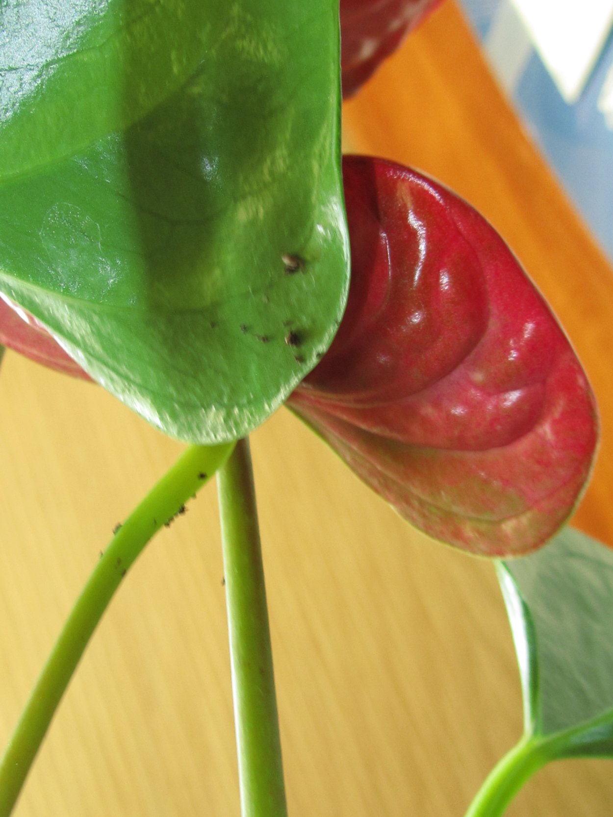 Мучнистая роса на антуриуме