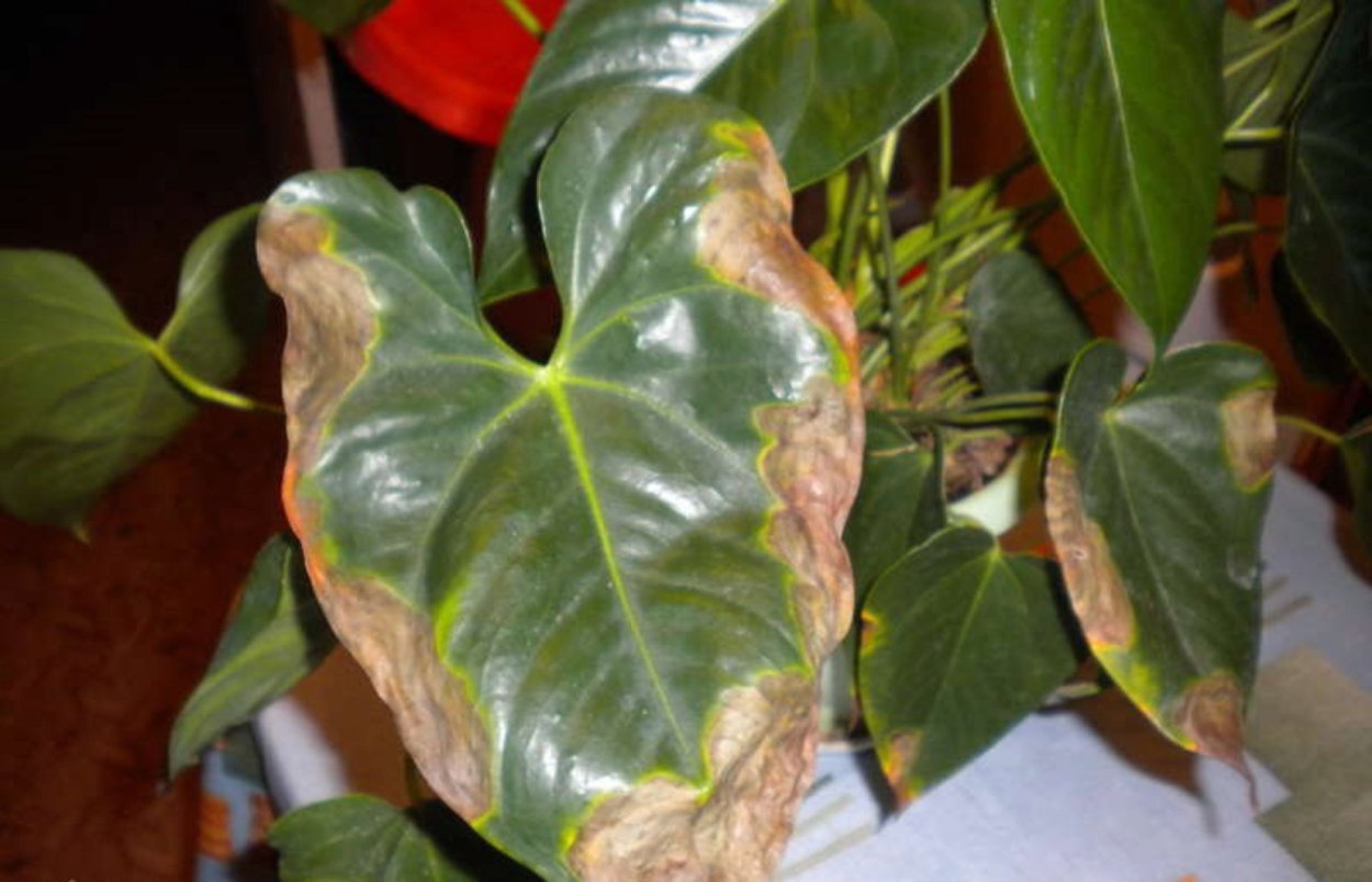 Септориоз антуриума