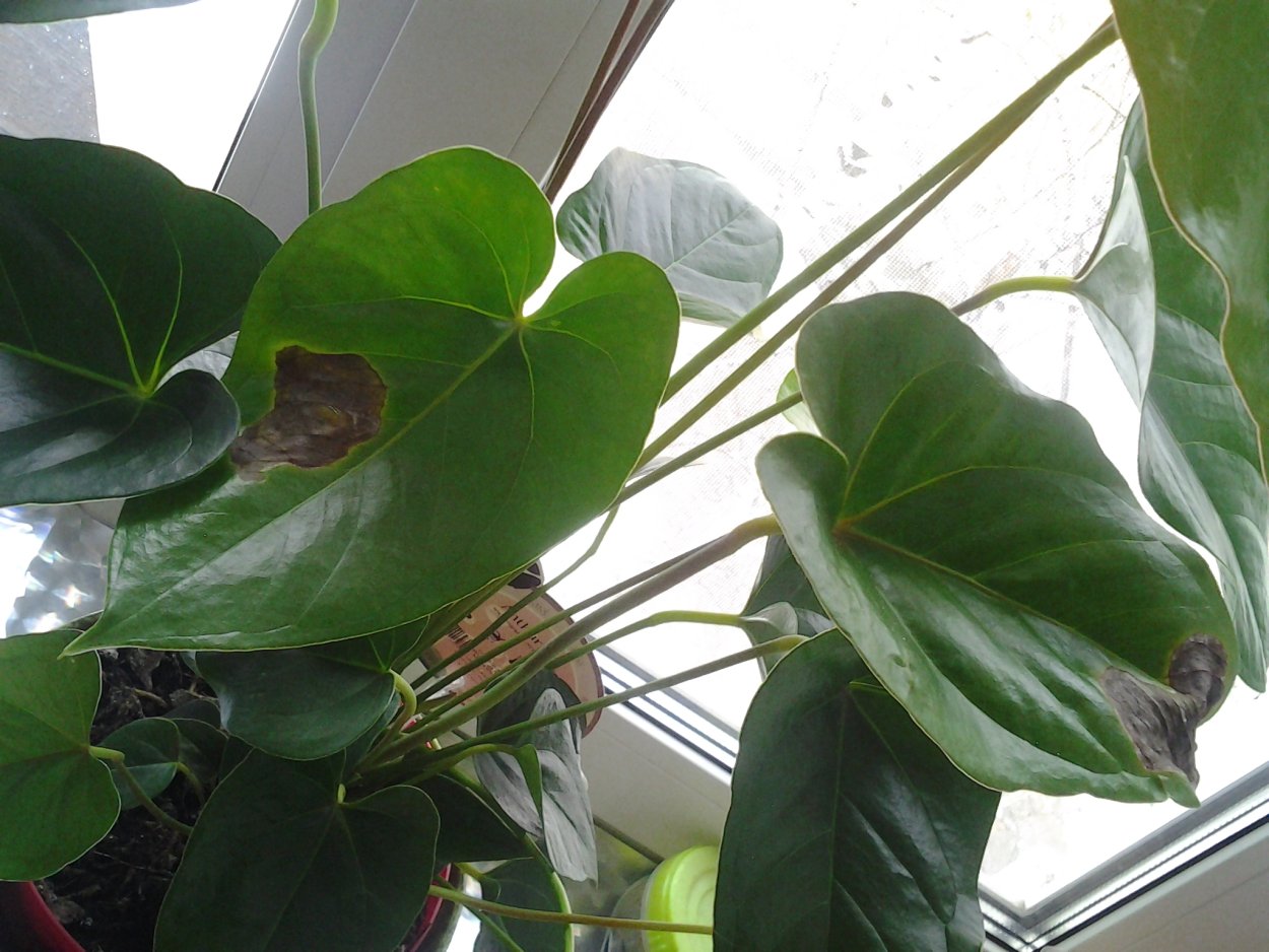 Антуриум чернеют листья