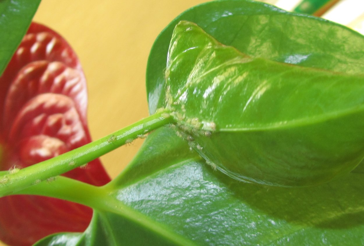 Паутинный клещ на антуриуме