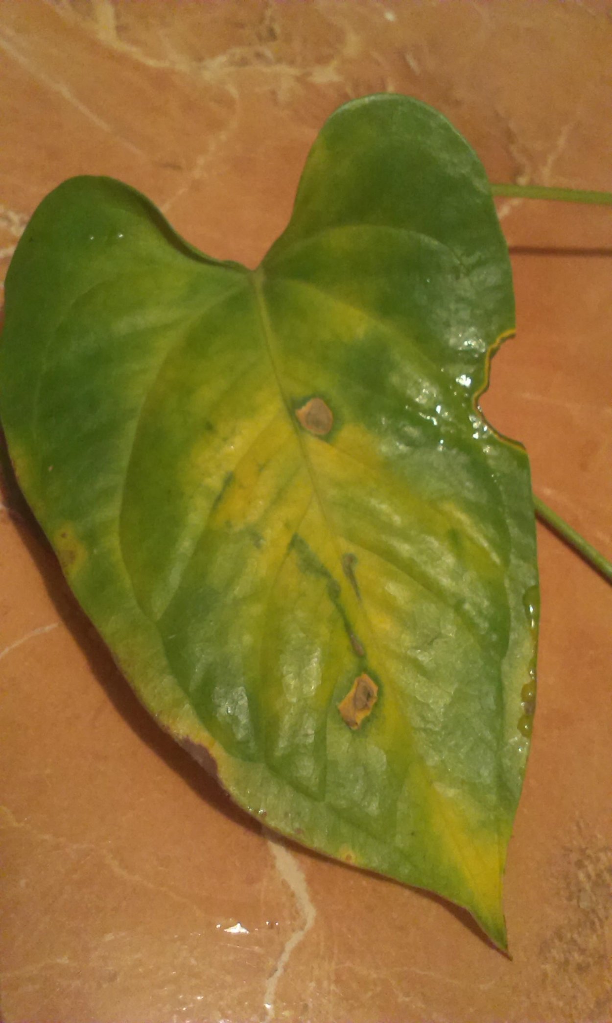 Септориоз Антуриум Андре