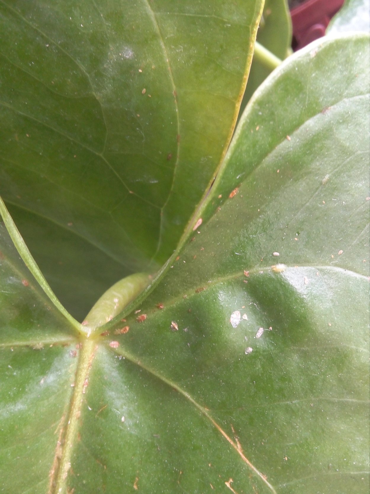 Паутинный клещ на антуриуме