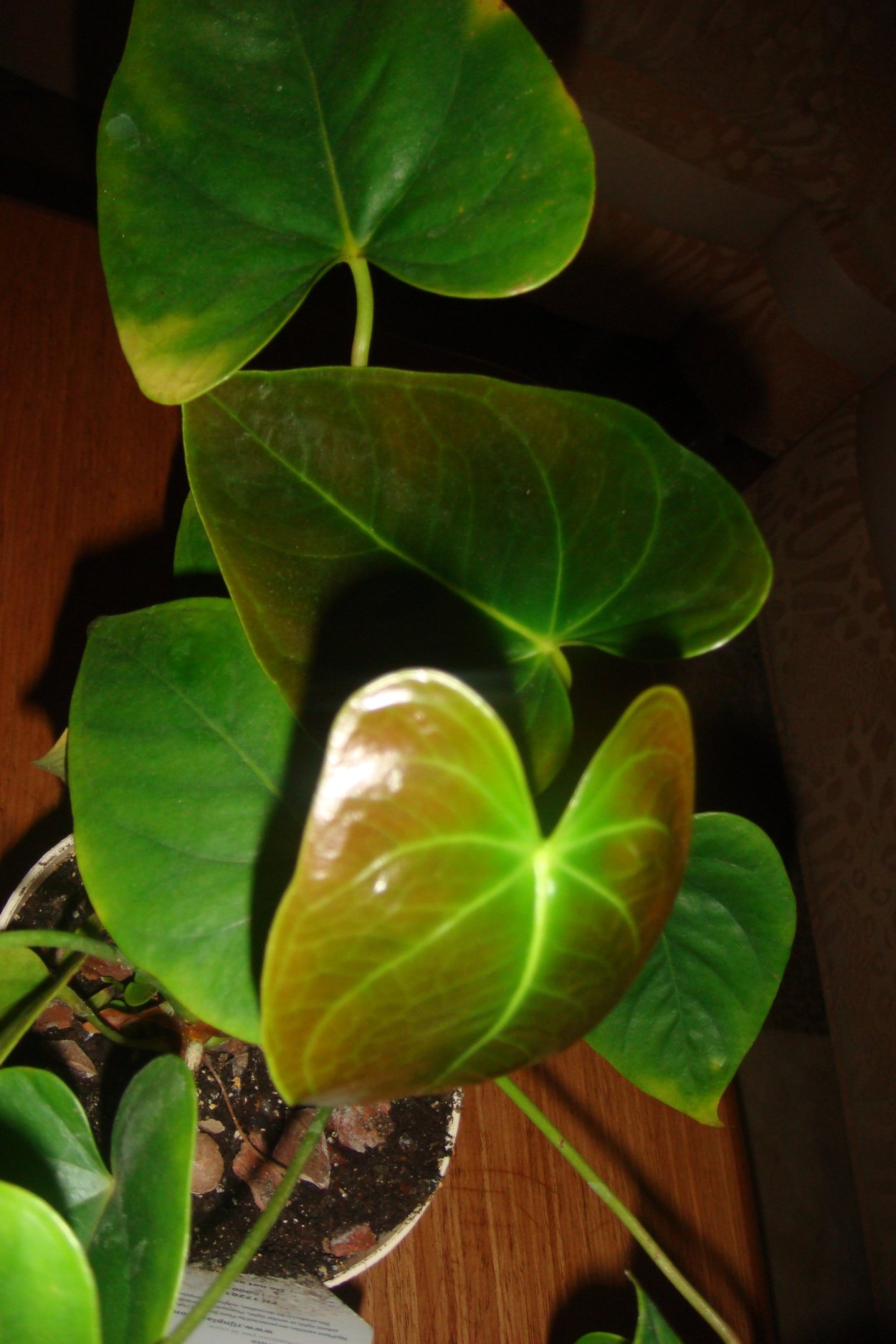 Септориоз Антуриум Андре