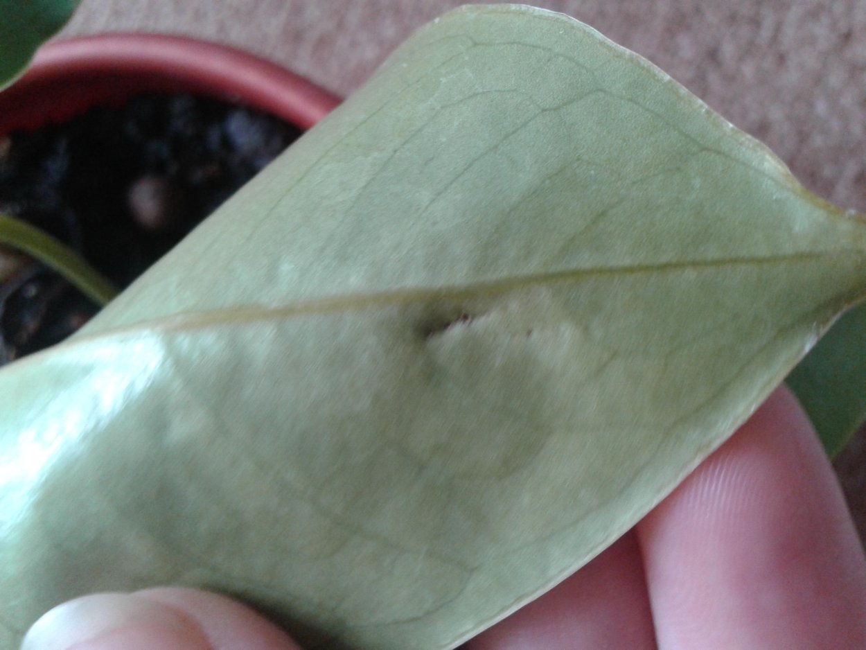 Деформируются листья антуриума