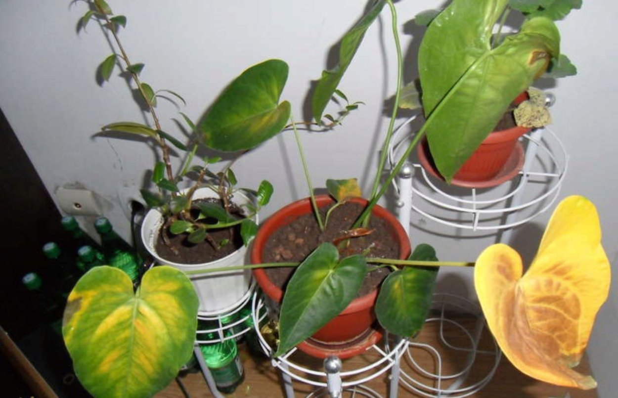 Фузариозное увядание антуриума