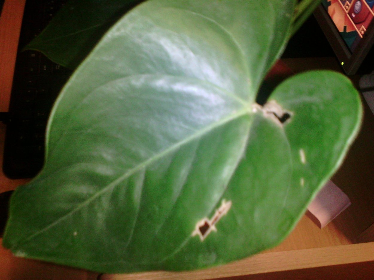 Антуриум светлые точки на обратной стороне листа