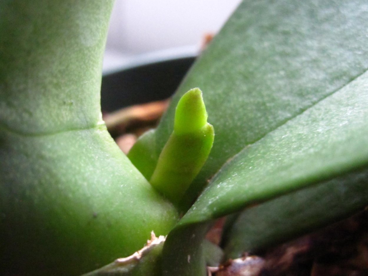 Цветонос у фаленопсиса