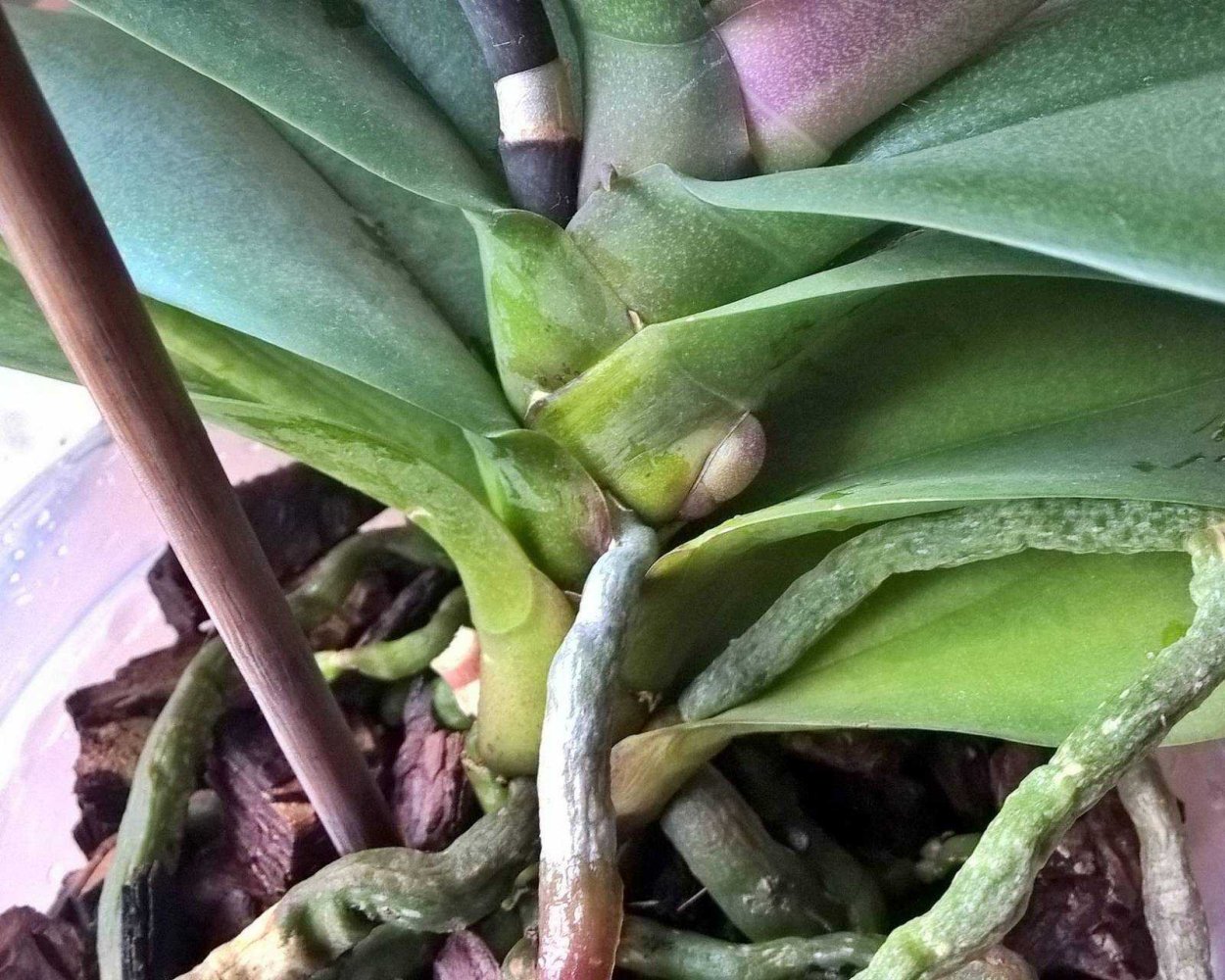 Орхидея фаленопсис цветонос