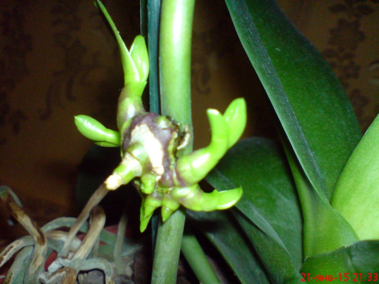 Орхидея фаленопсис цветонос