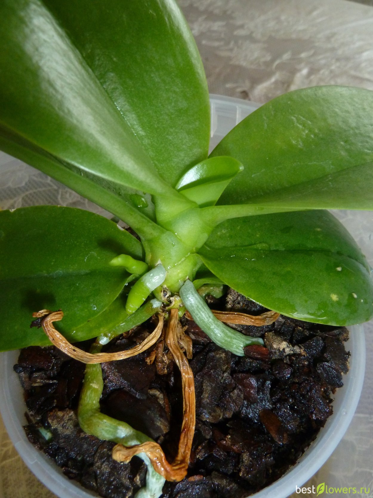 Орхидея Росток на цветоносе