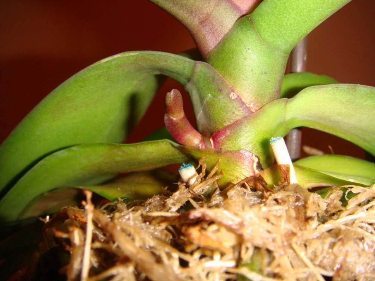 Орхидея доращивает цветонос