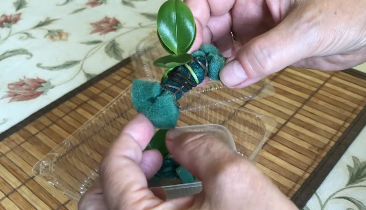 Орхидея без корней