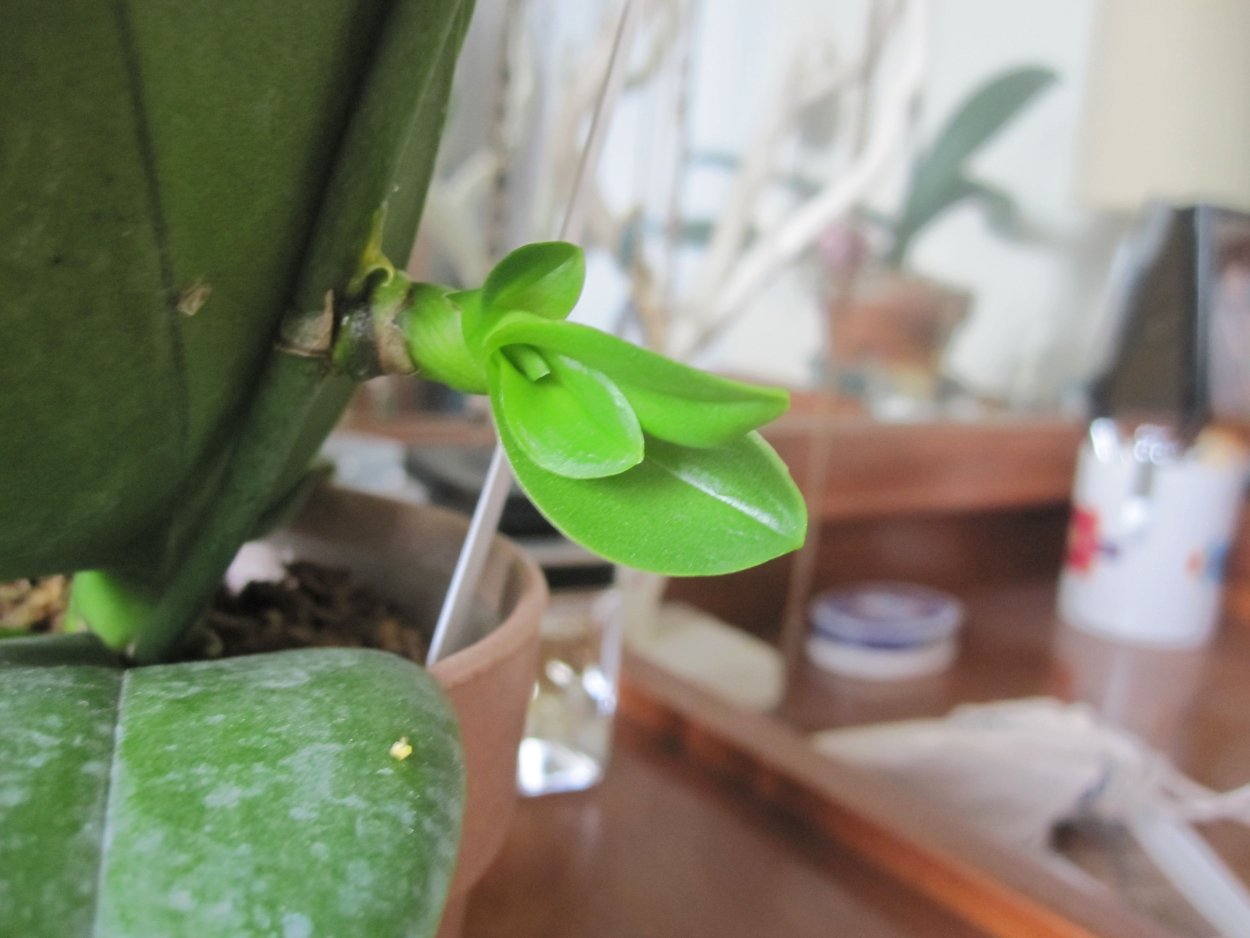 Орхидея фаленопсис отросток