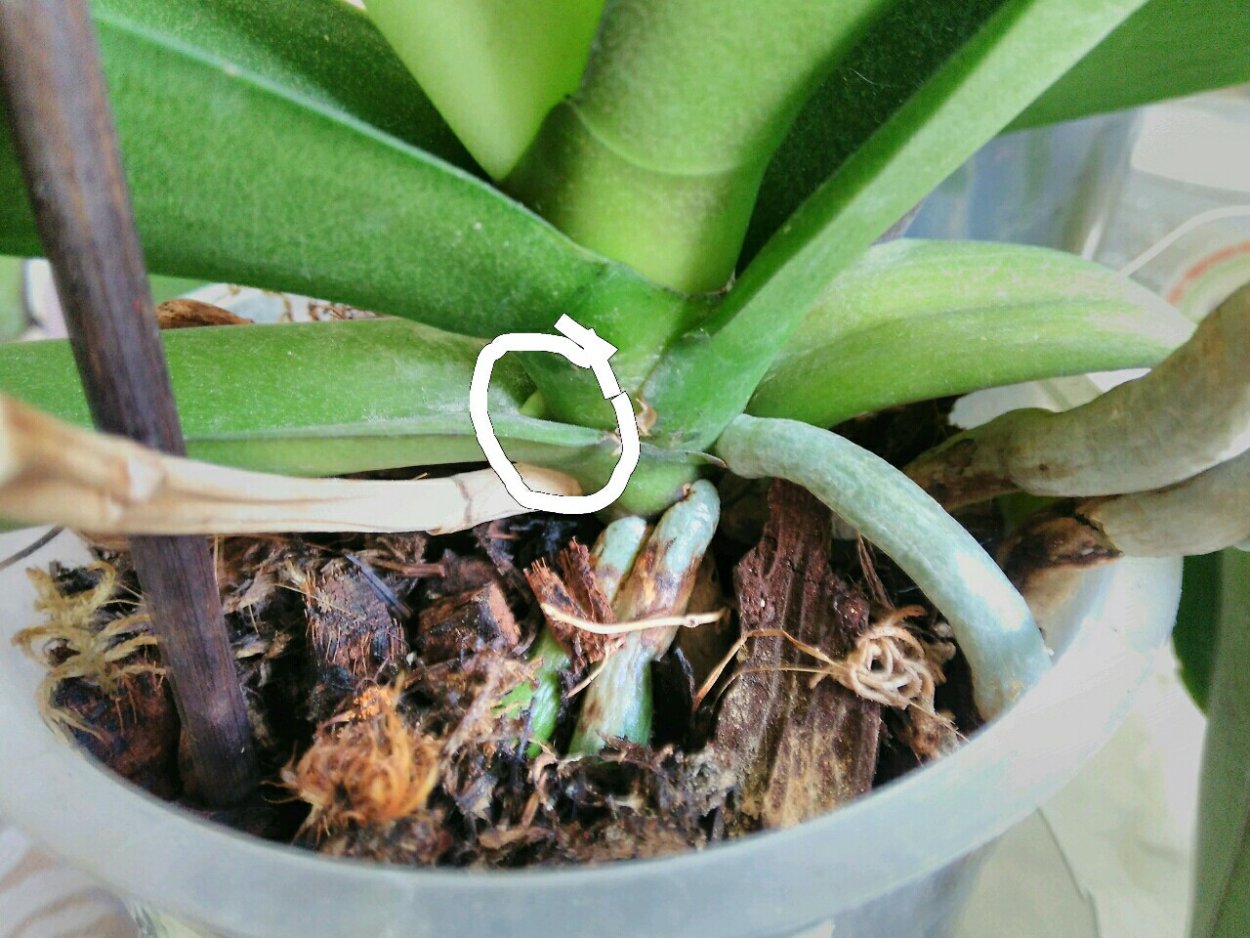 Орхидея фаленопсис цветонос