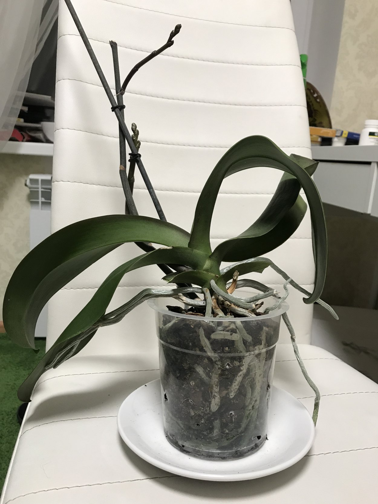 Орхидея фаленопсис цветонос