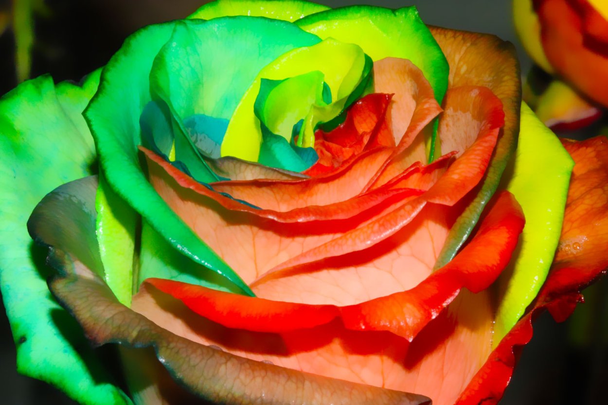 Редкие расцветки роз