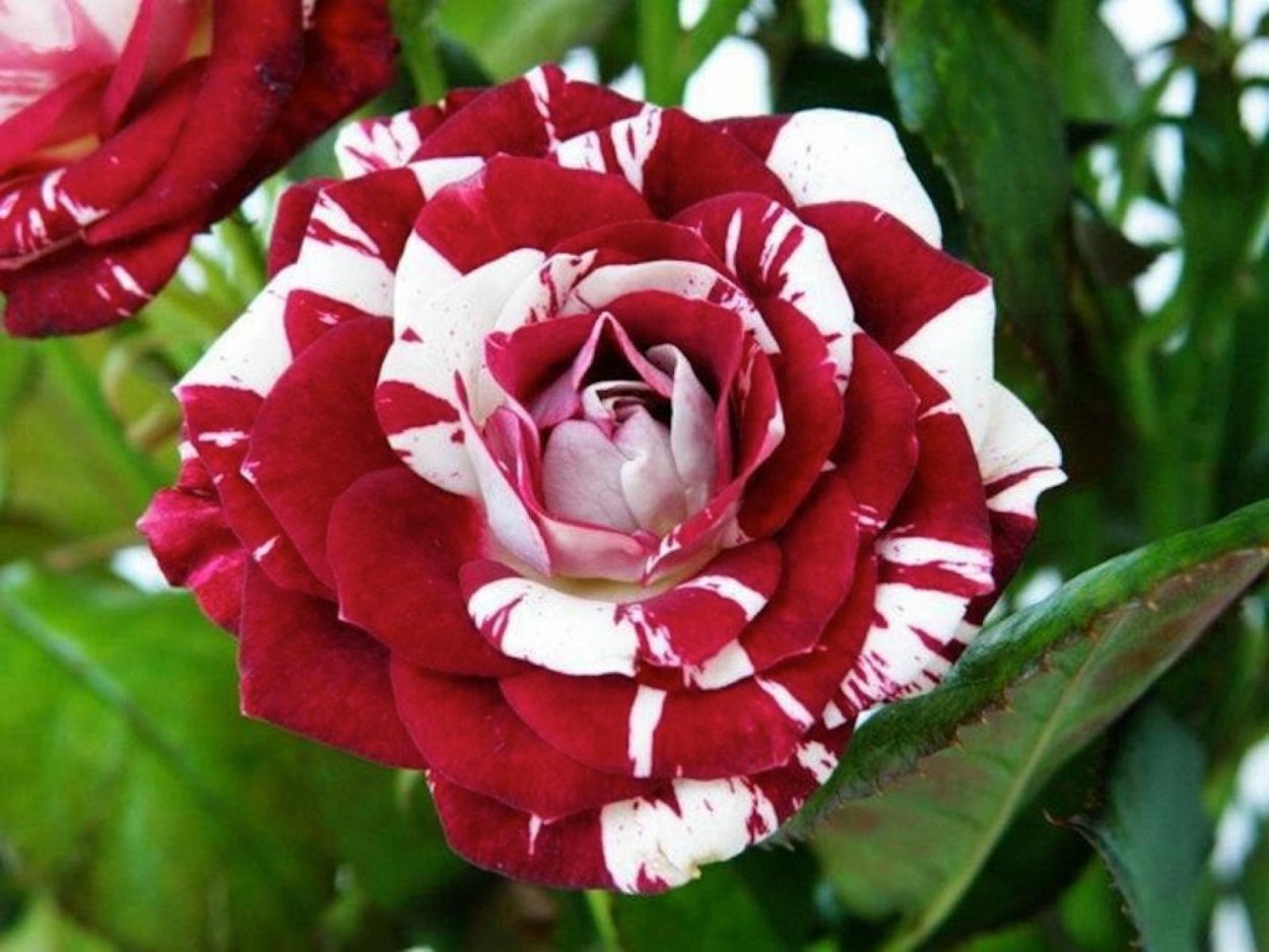 Роза пестрая фантазия (Pestraja fantazija)