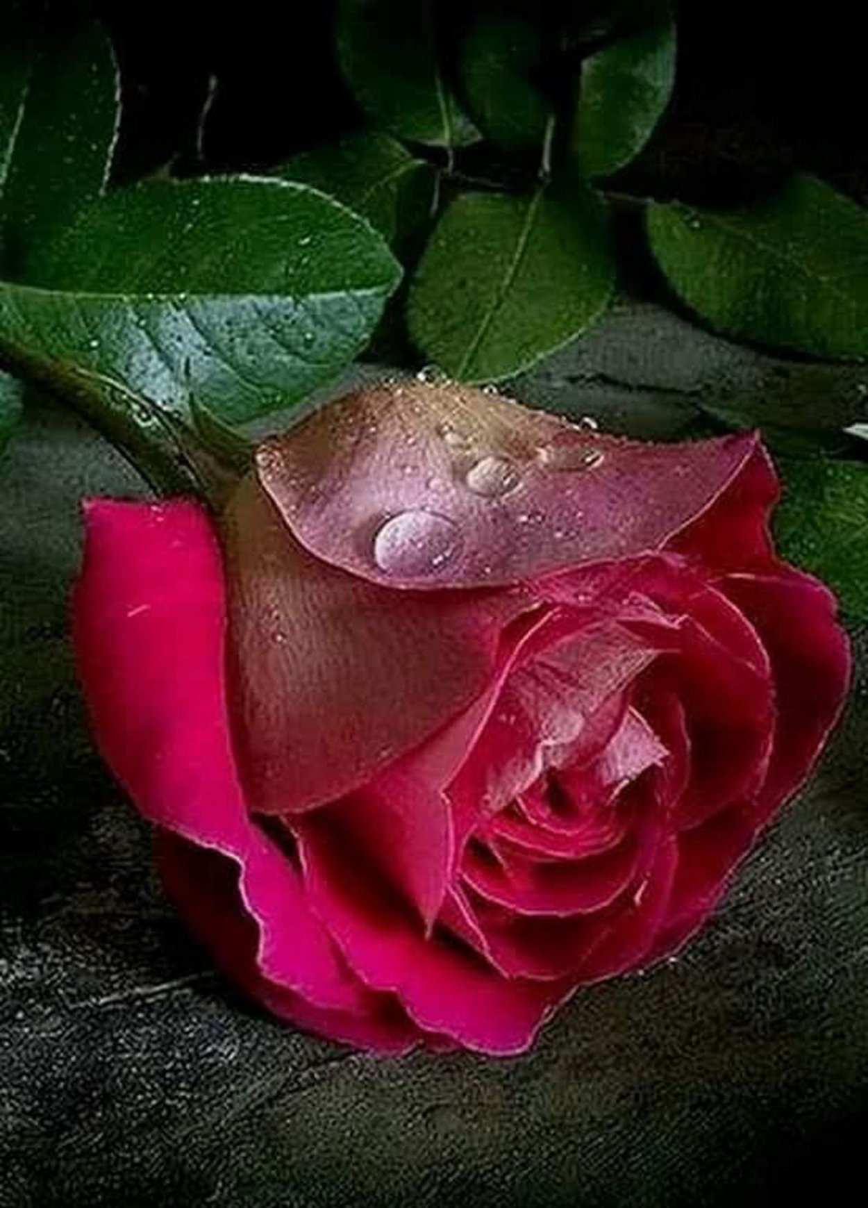 Розочки живые