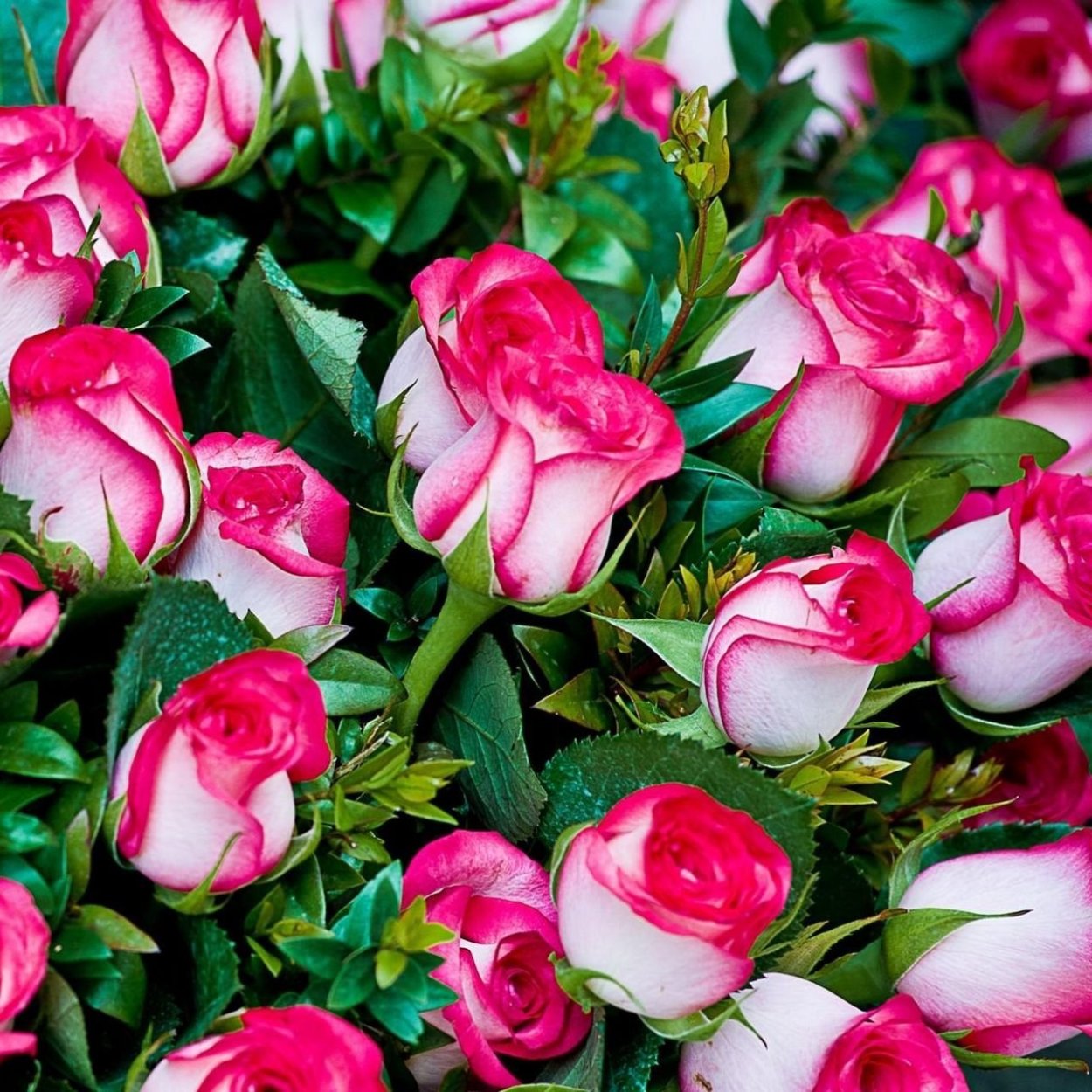 Роскошные розы