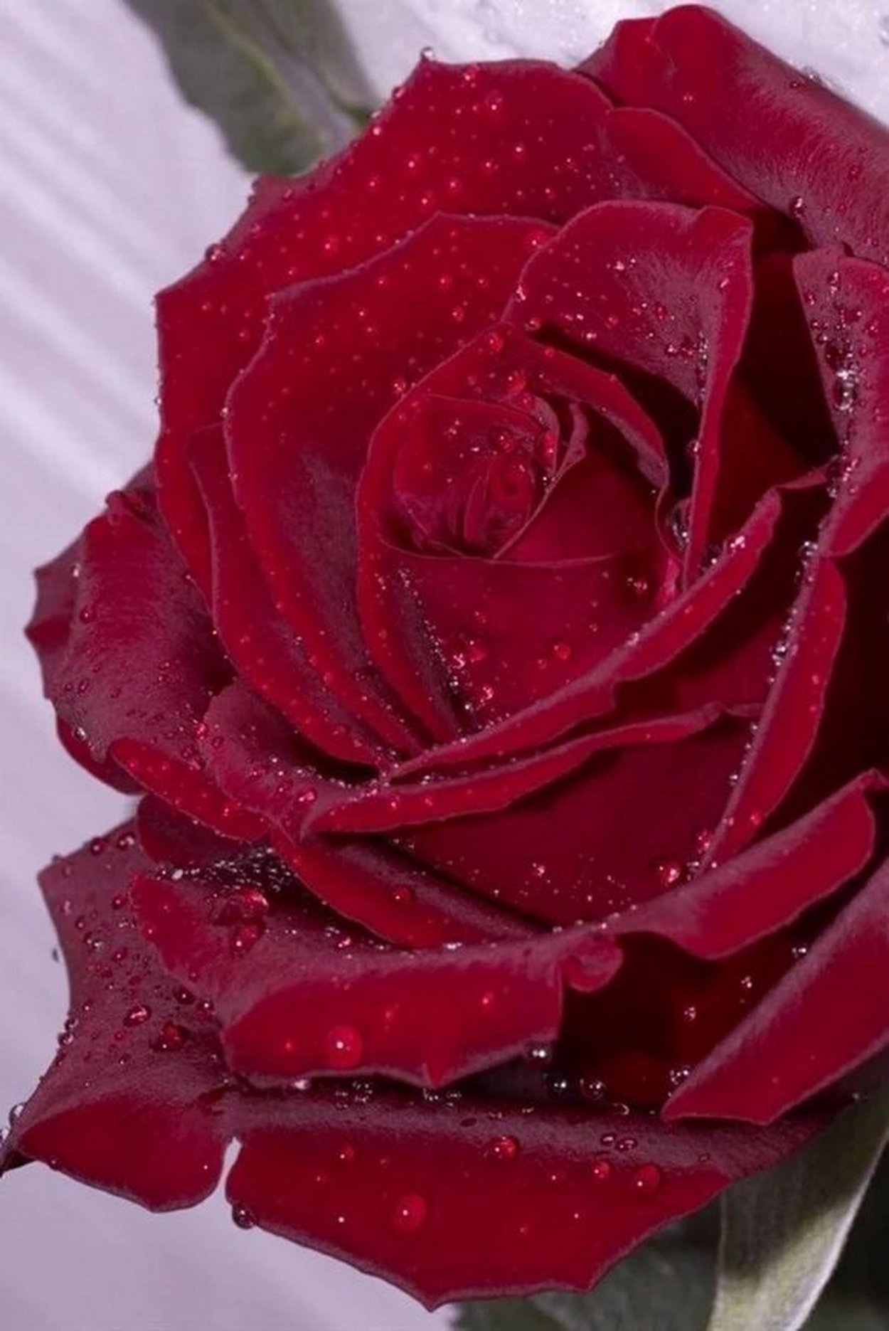 Шикарные красные розы