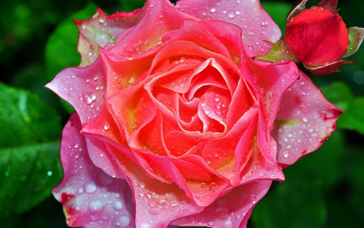 Красивые цветы