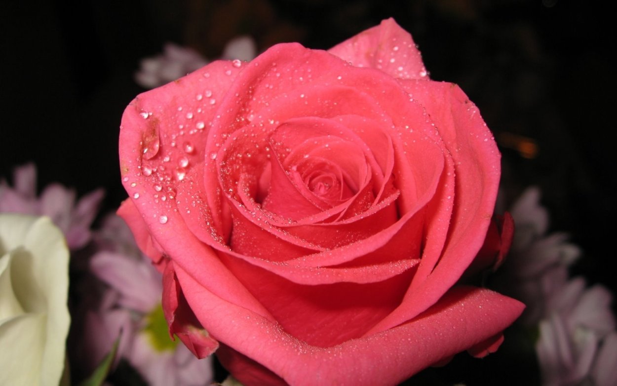 Красивые розы